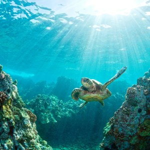 Hawaiian Discovery First Class